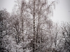 Iarna - Gradina Botanica